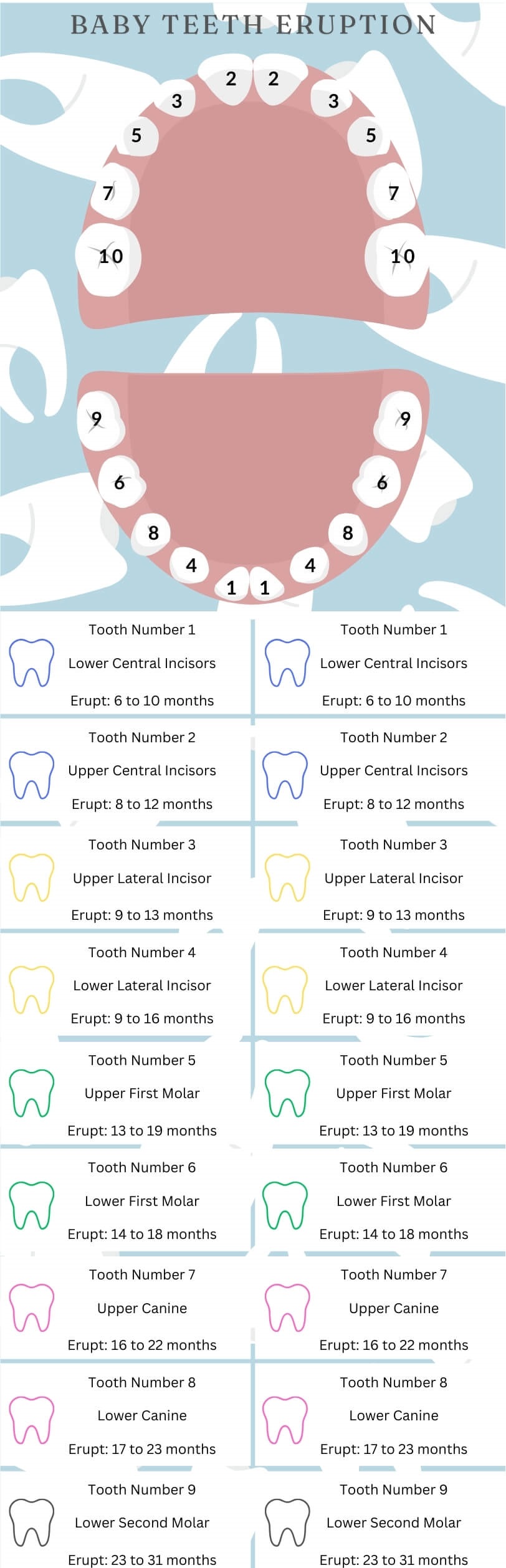 Baby Teeth Eruption Timelines